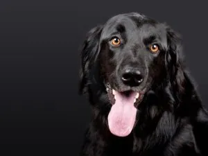 housses-siege-arriere-pour-chien