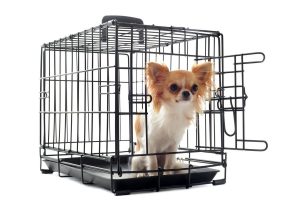 Cage de transport pour chien