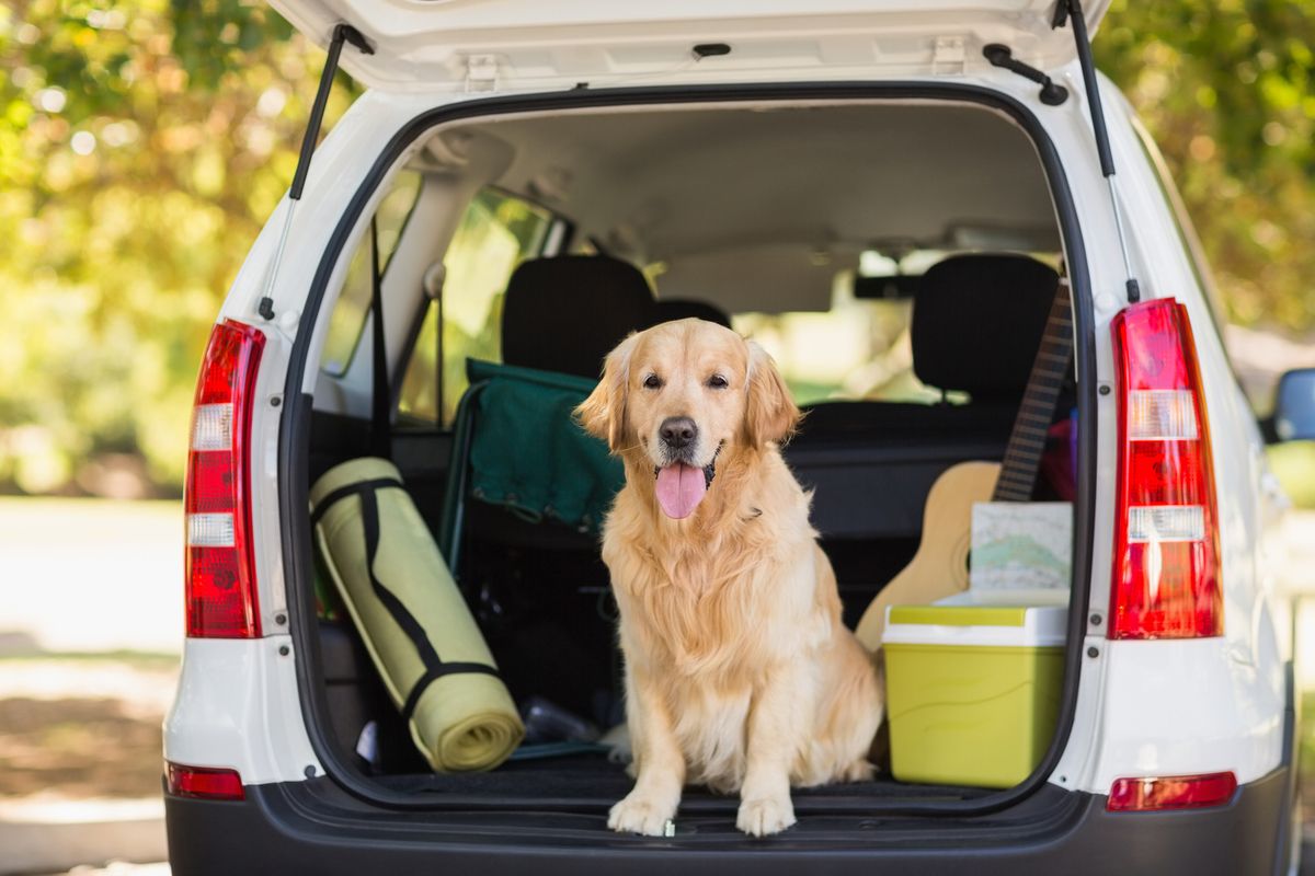 Voyager en voiture avec votre chien, attachezle pour la sécurité Le cahier auto