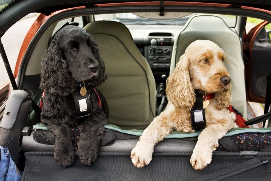 housse de protection voiture pour chien